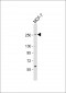 SCRIB Antibody (N-term)